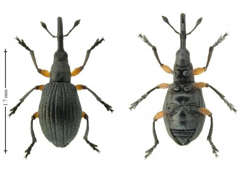 Réf. 239 683 : Protapion trifolii